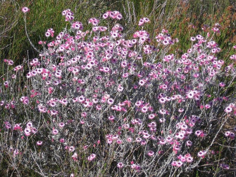 0 Bedroom Property for Sale in Piketberg Rural Western Cape